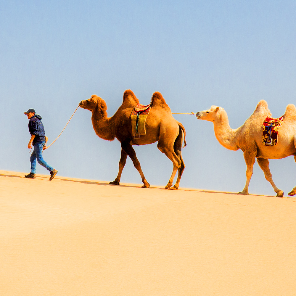 Three Camel Lodge Experiences