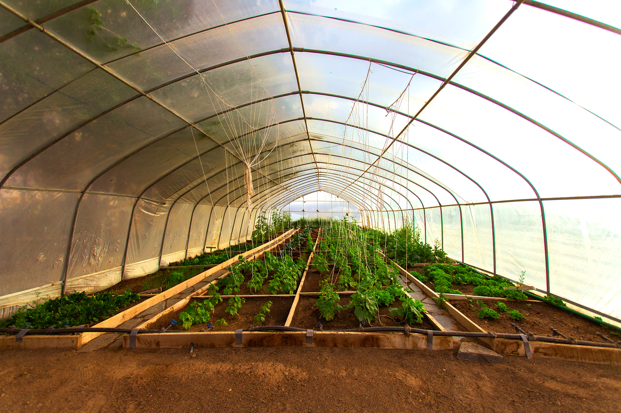 Three Camel Lodge Greenhouse