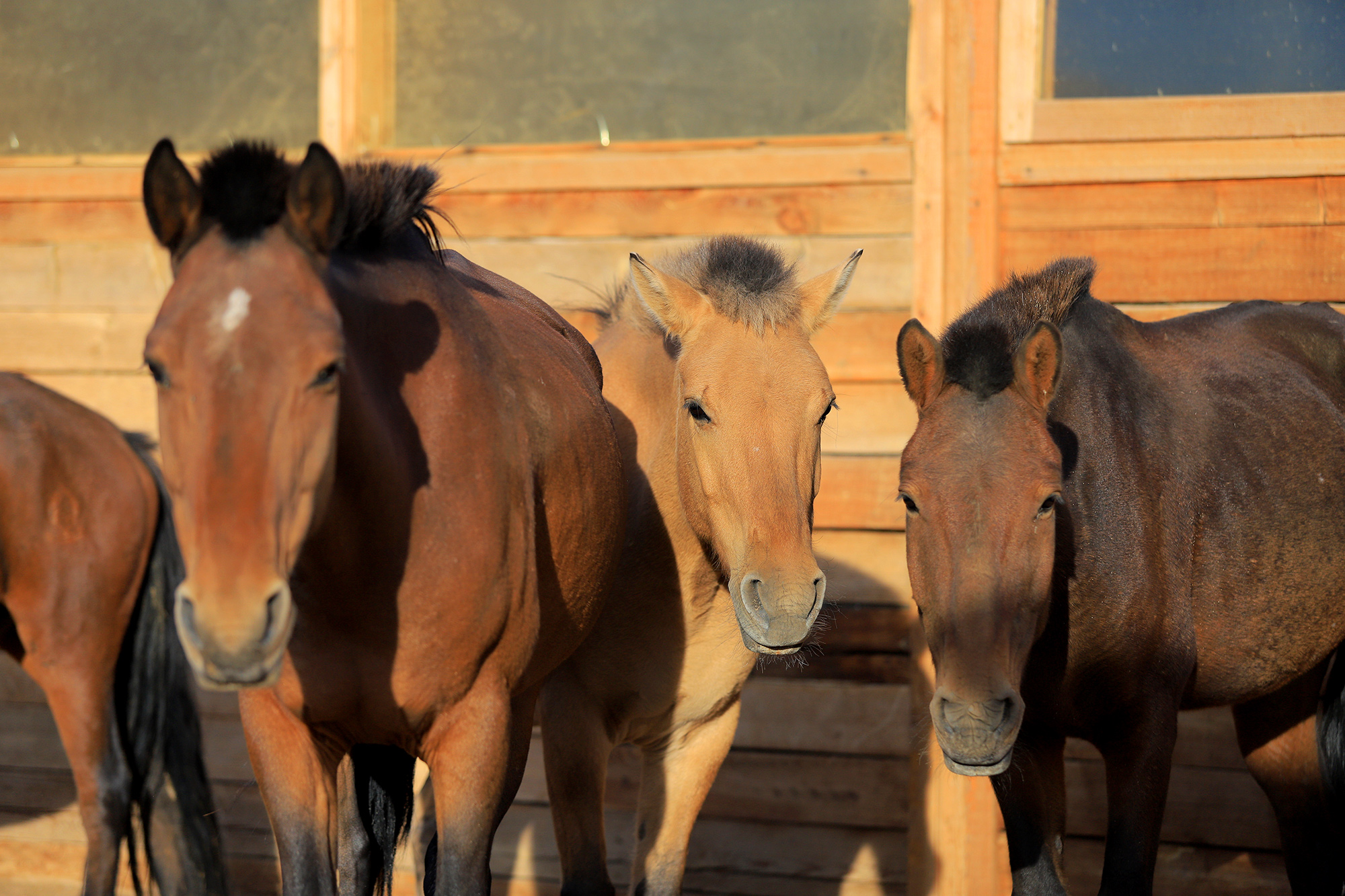 Three Camel Lodge Stable