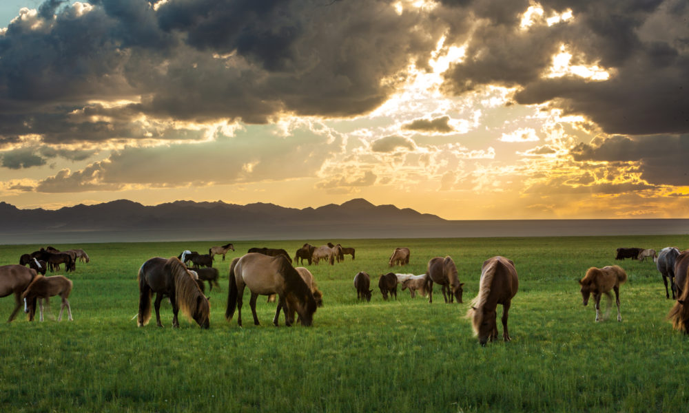 Three Camel Lodge- Mongolia 01