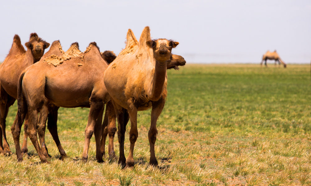 Camels of the Gobi - Three Camel Lodge, Mongolia