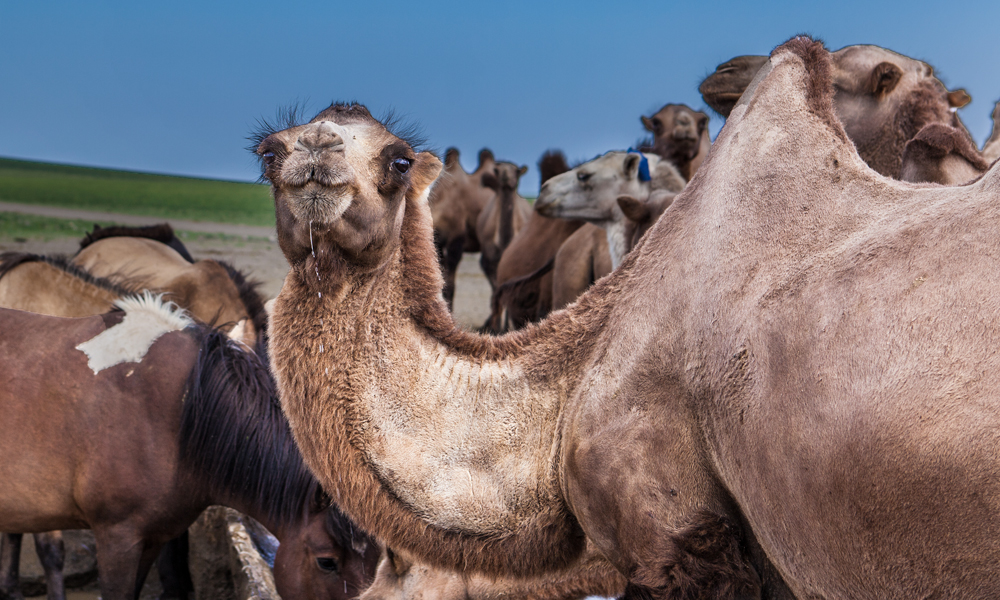 Camels of the Gobi Desert