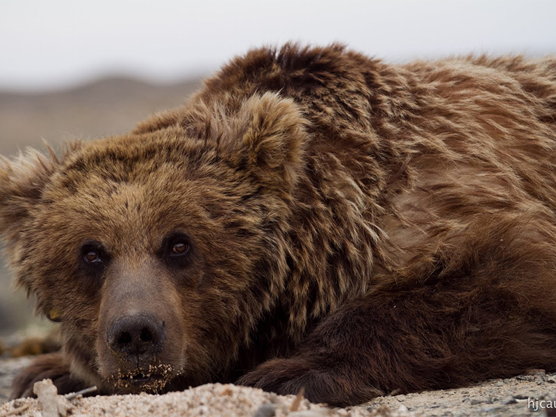 Gobi Bear