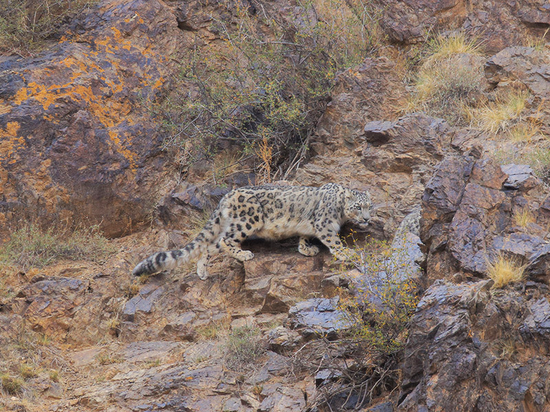 Snow Leopard