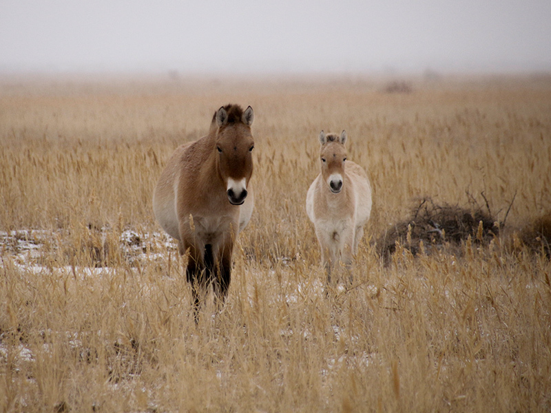 Przewalski's horse