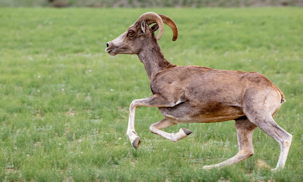 Baruun Saikhan Mountain - Argali Sheep