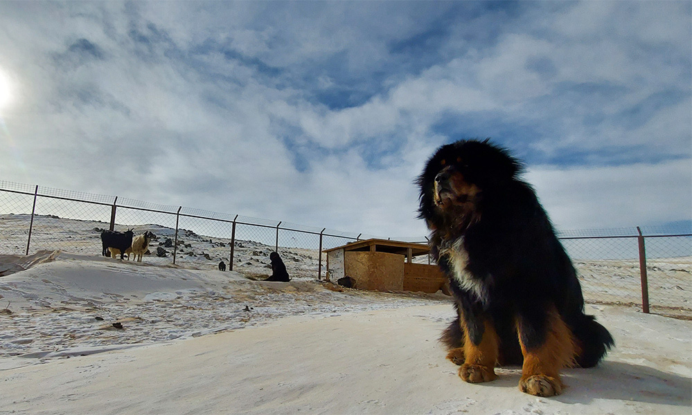 Mongolia Bankhar Dog Project