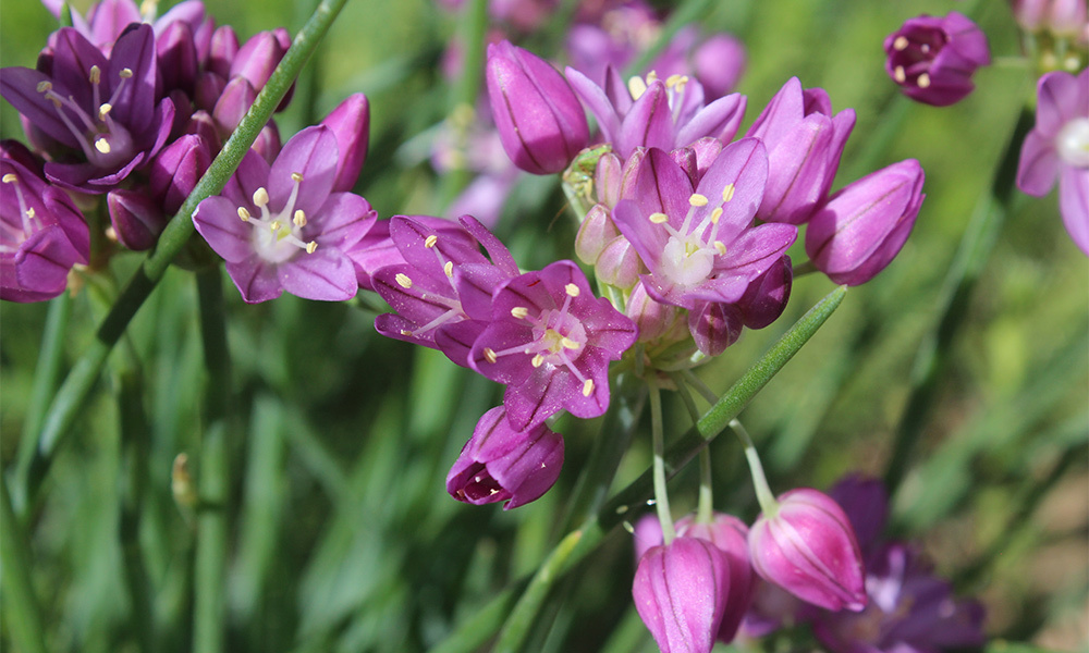 Mongolian Chives 