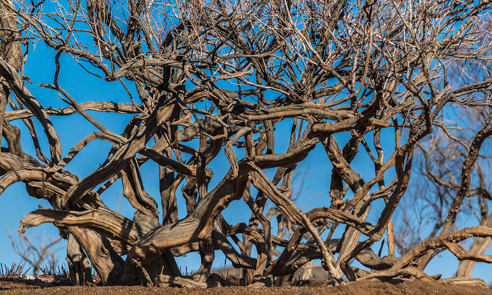 Mongolian Salt Cedar Tree