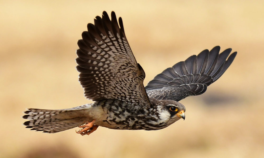 Birds of the Gobi Desert