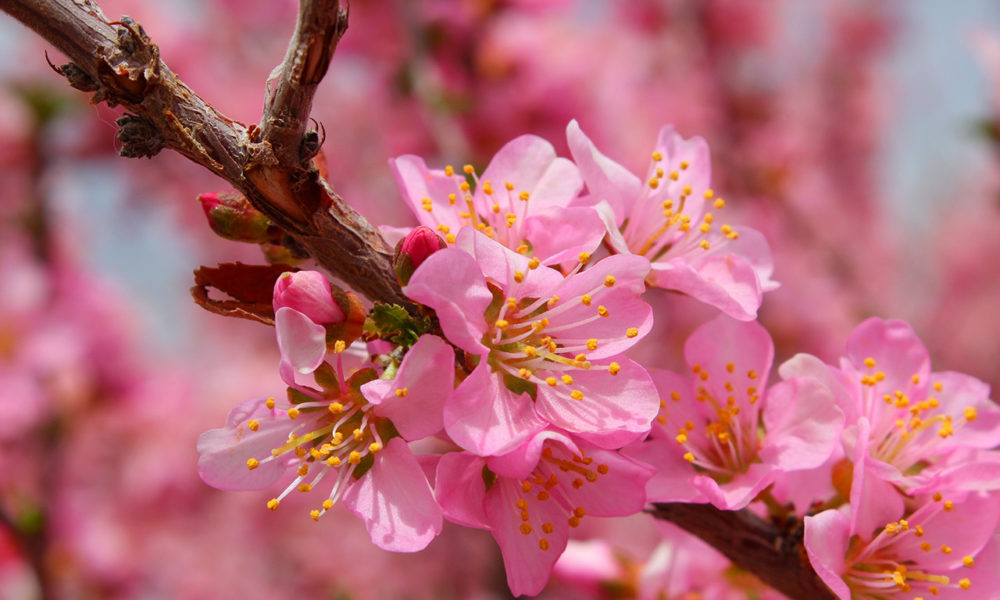 Flora and Fauna of the Gobi