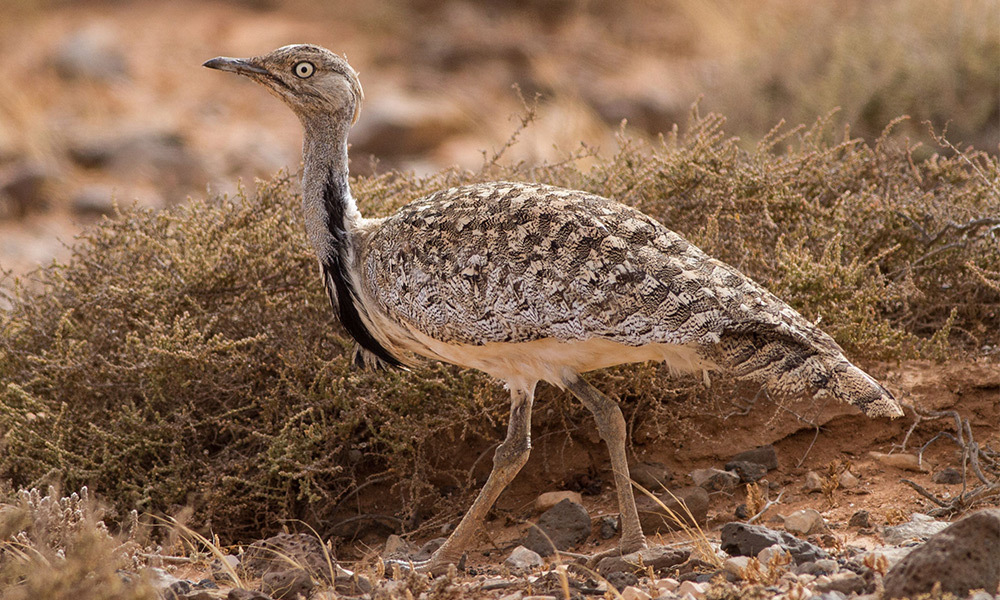 Birds of the Gobi Desert - THREE CAMEL LODGE