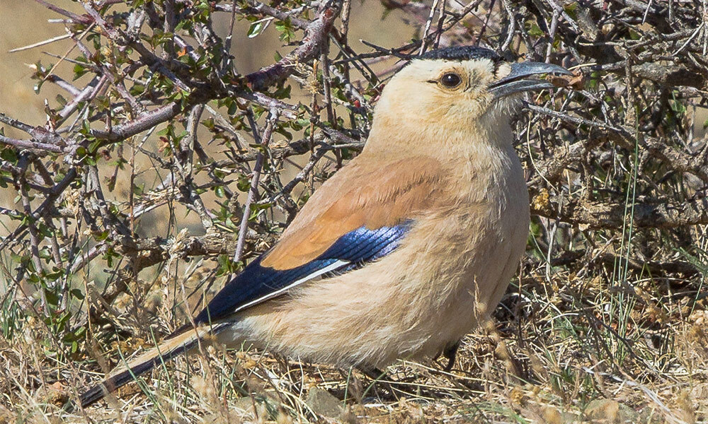 Mongolian Ground Jay