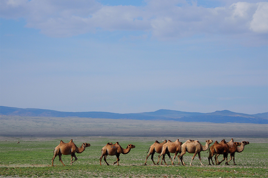Three Camel Lodge - A Nomadic Herd