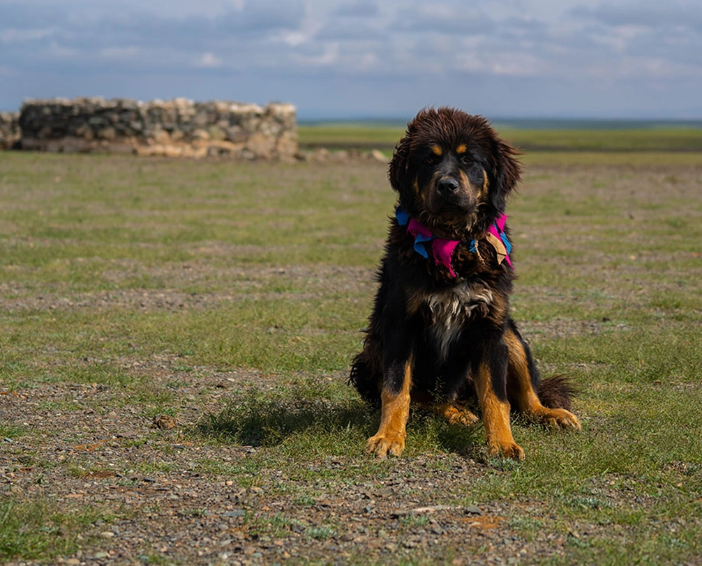 An-Ancient-Guardian-the-Steppe