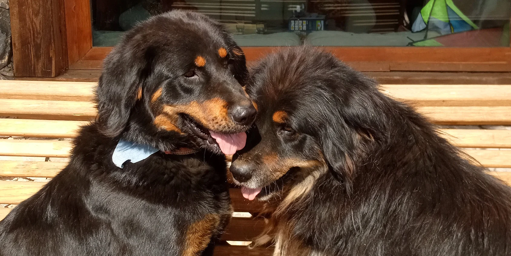The Mongolian Bankhar Dog Project
